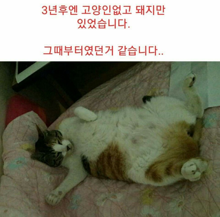 차라리 날 죽여...라는 제목으로 올라온 글(feat 집사).jpg | 인스티즈