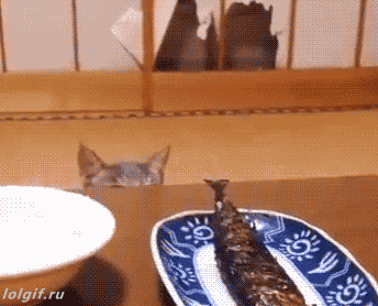 사람같은 동물들gif | 인스티즈