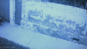 세주아니.gif | 인스티즈