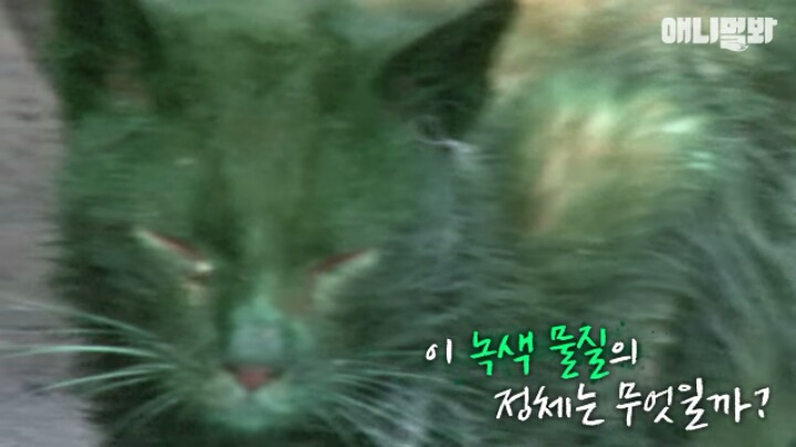 길고양이 학대하는 방법도 이젠 | 인스티즈