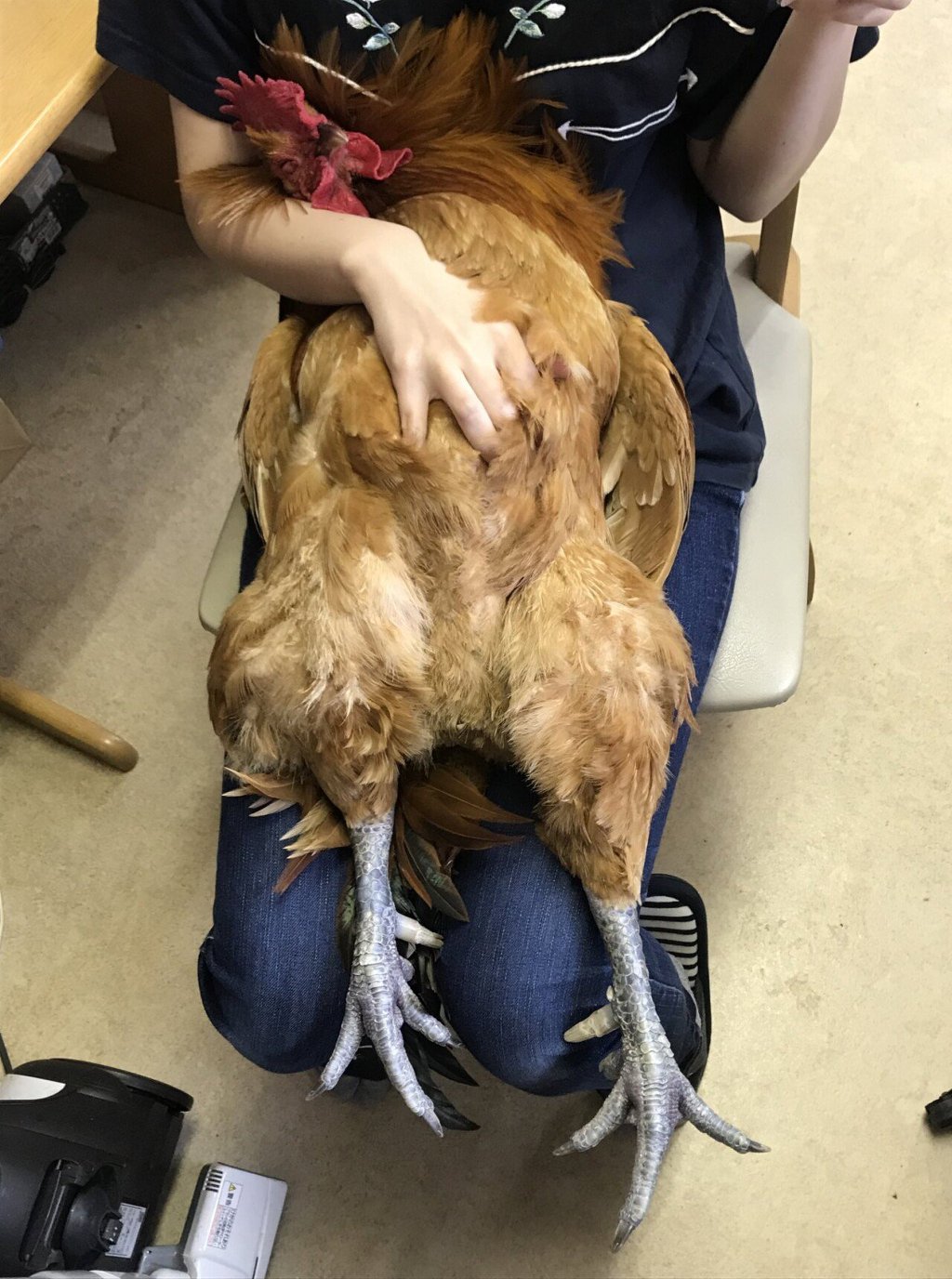 의외로 누워서 자는 동물 | 인스티즈