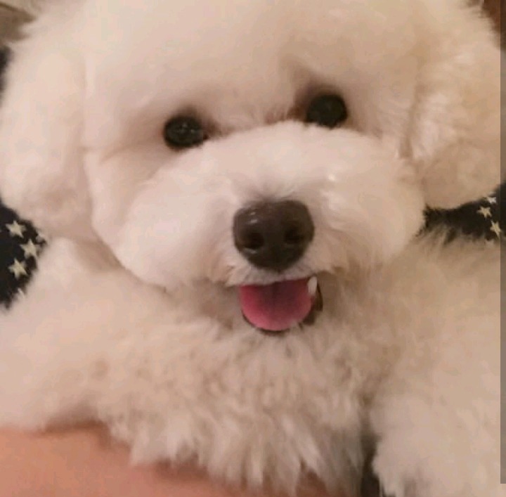 슬리피가 키우는 반려견 퓨리.jpg | 인스티즈