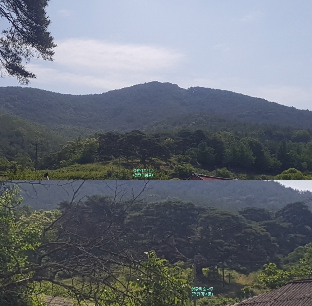 가목 이미지