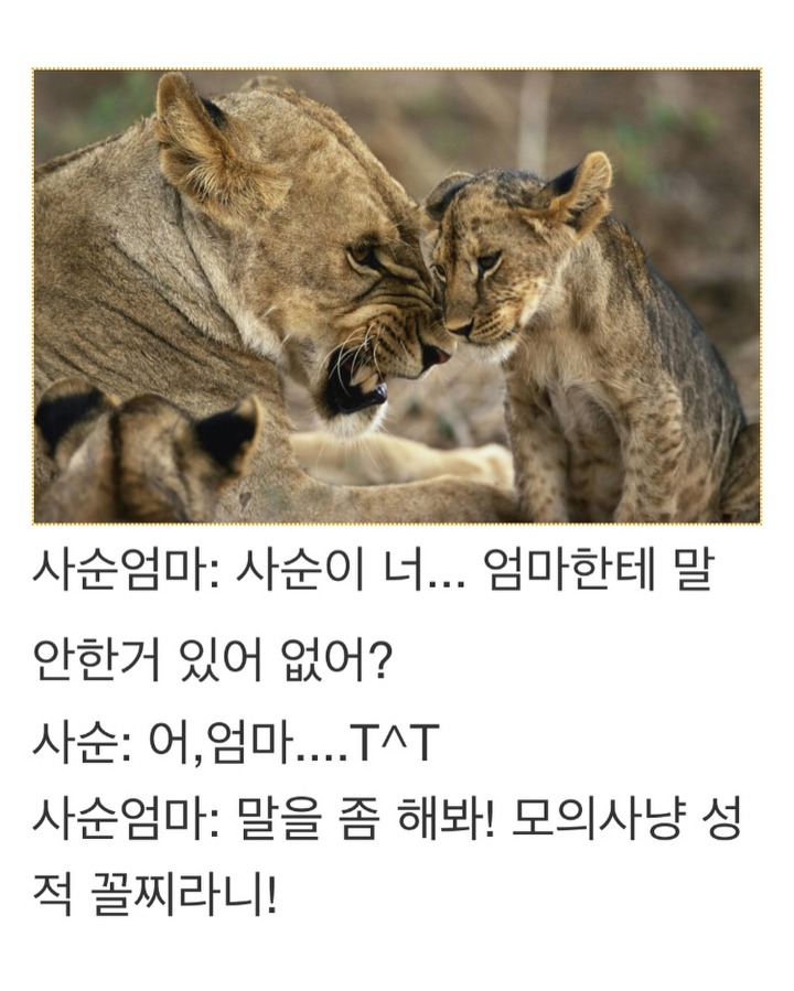 엄마사자의 내리사랑 | 인스티즈
