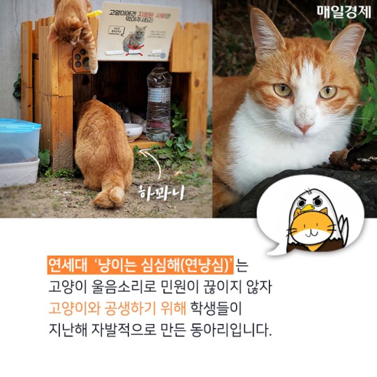 캠퍼스 고양이의 따뜻한 겨울나기 | 인스티즈