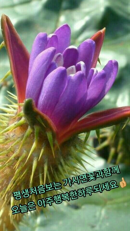 폴리체 이미지