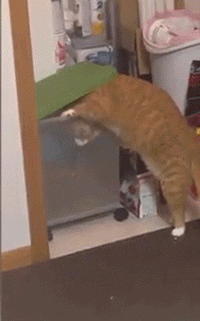 집사가 밥을 안 준다.....................gif | 인스티즈