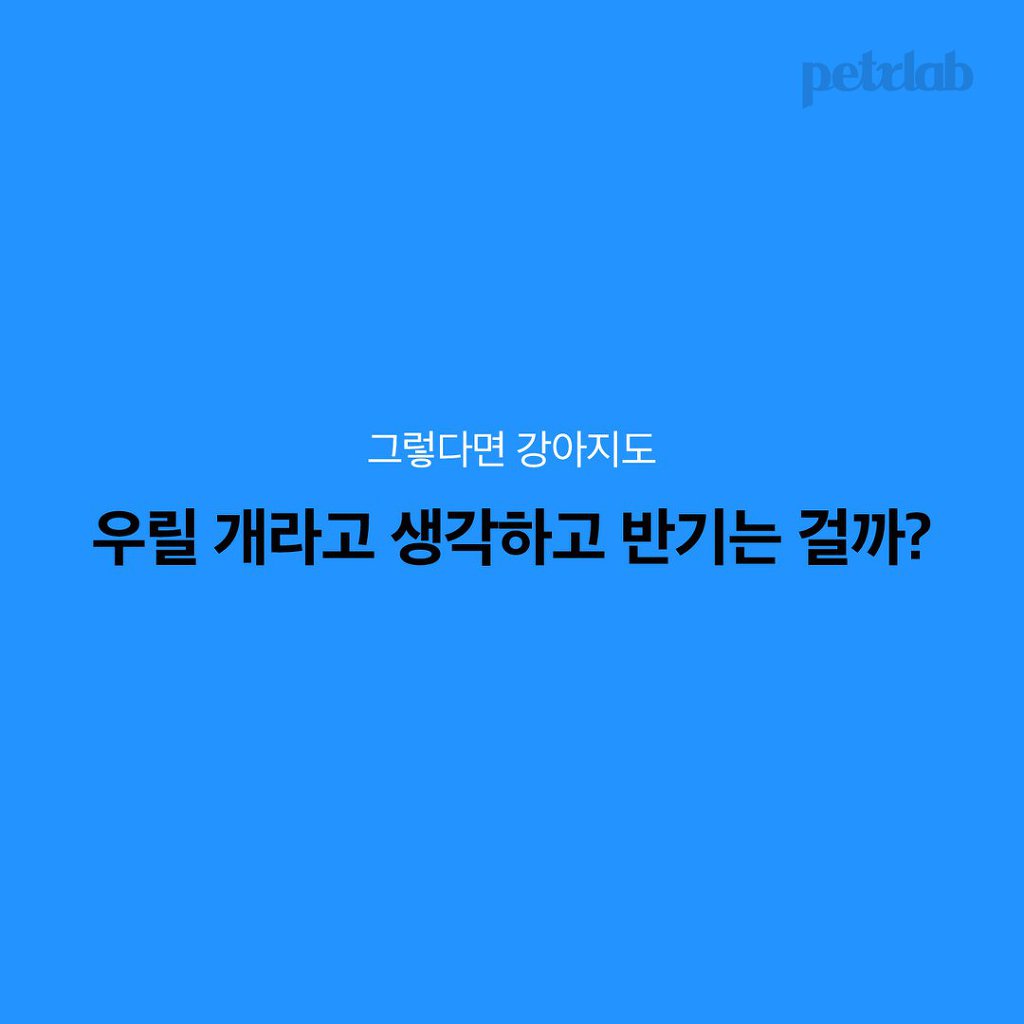 멍뭉이는 왜 당신을 반겨줄까? | 인스티즈