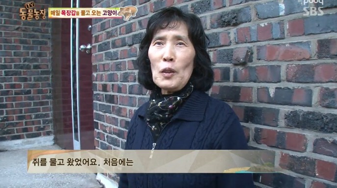고양이... 지능 수준... | 인스티즈