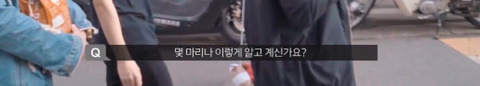 망원동 고양이 밥을 책임지고 있는 아이돌 | 인스티즈