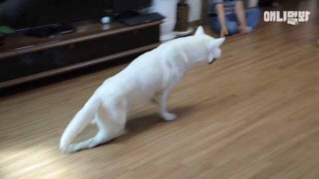 내일 아침 일찍 일어나서 동물농장 봐야하는 이유.jpg | 인스티즈