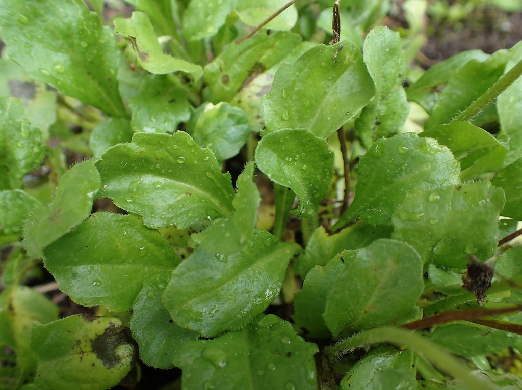 벨리스(bellis) 이미지