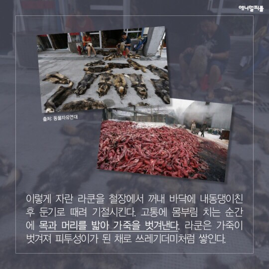 일상에 스며든 동물학대 생산품들 (중간에 피 주의) | 인스티즈