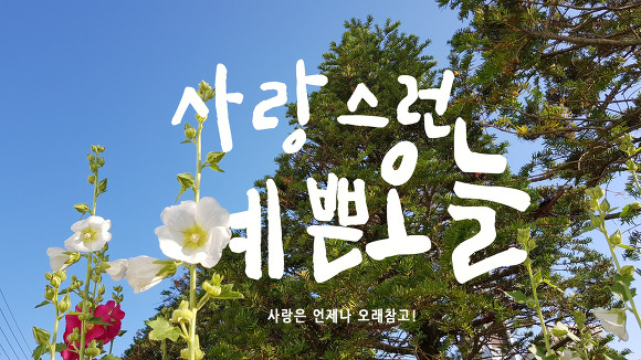 접시꽃 이미지