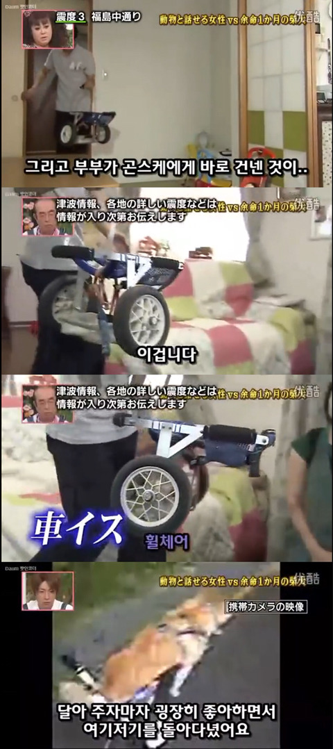 사고로 하반신 마비가되자 주인에게 비참하게 버림받은 시바견 사연 (애니멀 커뮤니케이터 하이디) | 인스티즈