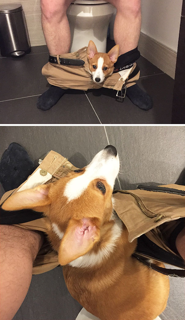 자기가 고양이인줄 아는 멍뭉이들 | 인스티즈