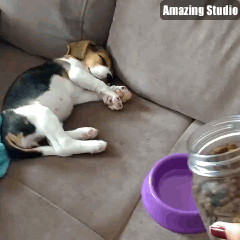 자는 강아지 깨우는 법.gif | 인스티즈
