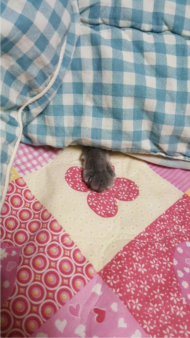고양이 발을 손가락으로 눌러보았다.jpg | 인스티즈