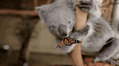 나비가 신기한 새끼 코알라.gif | 인스티즈