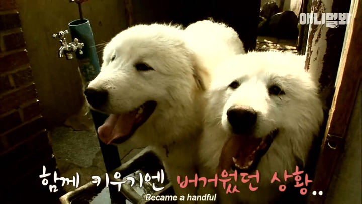 모른척 지나가면 짖는 삼식이.jpg | 인스티즈