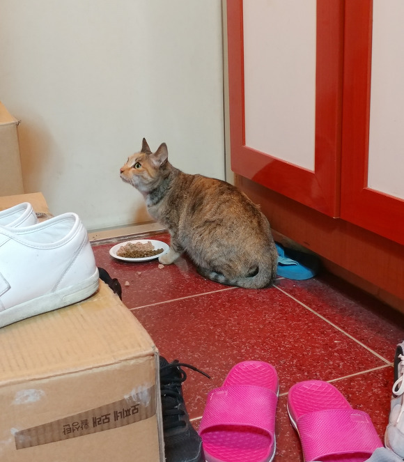 살고싶어서 임신한 몸으로 사람 따라온 고양이.. | 인스티즈