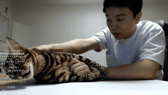 집사와 밀당하는 고양이 | 인스티즈