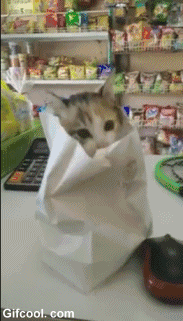 냥이 한봉지 주세요.gif | 인스티즈