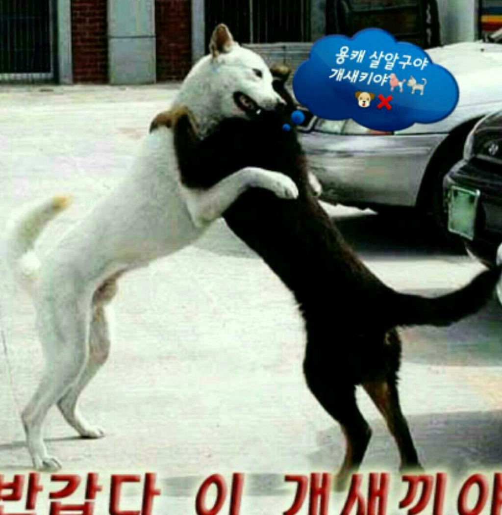 복 이미지