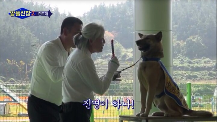 알쓸신잡) 진도의 관광지 + 진도를 유시민이 추천하는 이유 (댕댕이 주의) | 인스티즈