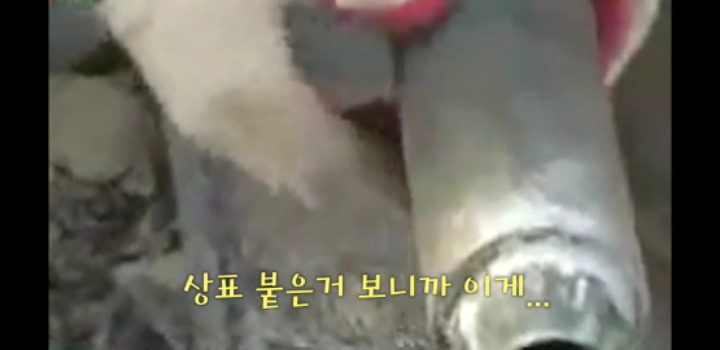군필자들이 기막혀 할 이런 바보들의 행진.jpg | 인스티즈