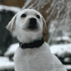 첫눈맞는 댕댕이 gif | 인스티즈
