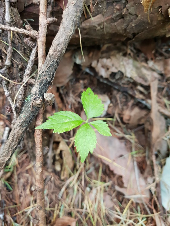 일타삼피 이미지