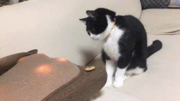 안마기를 처음 보는 고양이.gif | 인스티즈