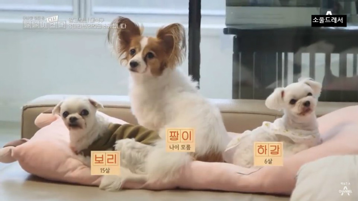  빅마마 이혜정의 스트릿출신 반려견들 (귀여움주의) | 인스티즈