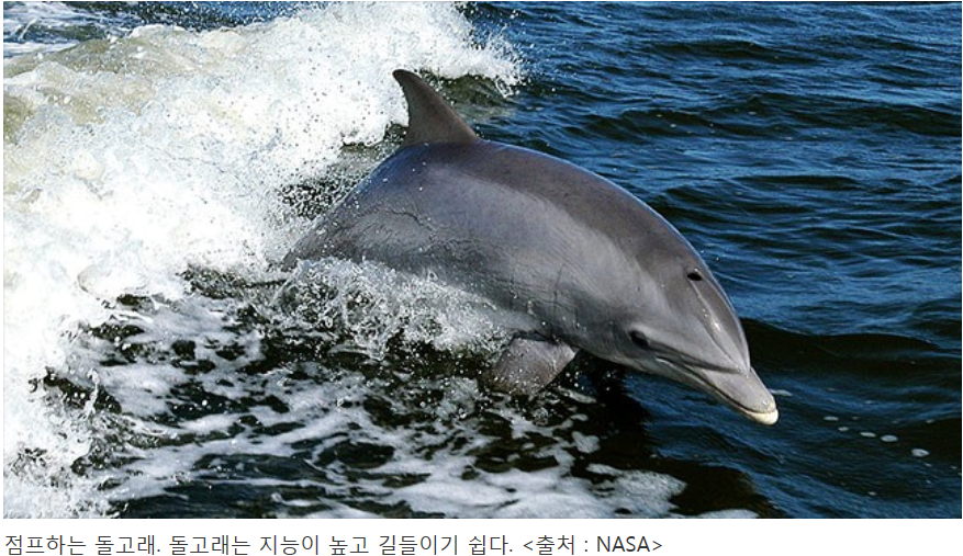 고래사냥 이미지