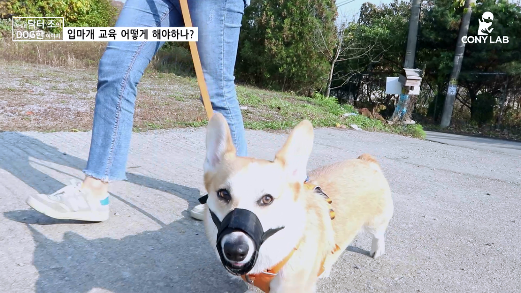 [영상] 강아지에게 거부감 안들게 입마개 교육하는 법! | 인스티즈