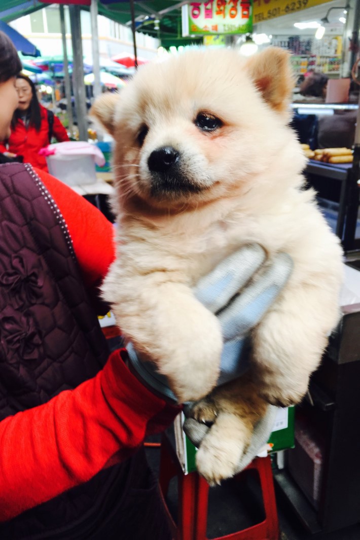 고양이한테 맞은 멍뭉이 | 인스티즈