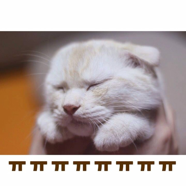 엄마가 나를 키우는 이유 고양이 Ver | 인스티즈
