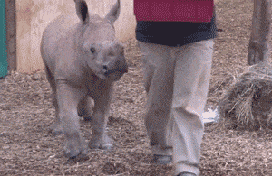 아기 코뿔소.gif | 인스티즈