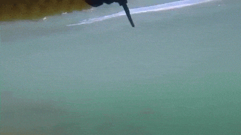 물속에서 상어의 스피드.gif | 인스티즈