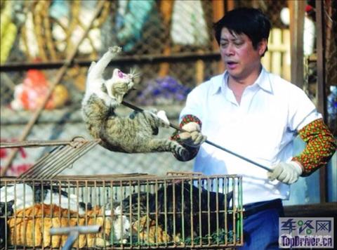 시골 어르신들이 무릎에 좋다고 먹는 고양이 | 인스티즈