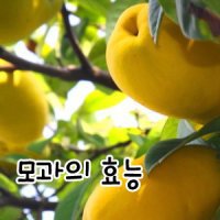 모과아래 이미지