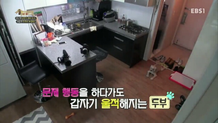 [세나개] 시도때도 없이 마운팅하고 똥을 먹는 두부의 문제 행동 고치기 -1.jpg | 인스티즈