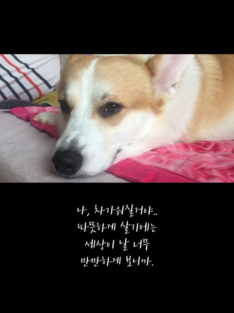 웰시코기가 싸이월드를 했다면? | 인스티즈